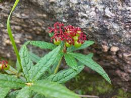 Image result for Cyphostemma elisabethvilleanum