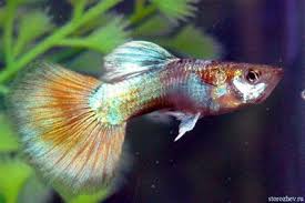Aquarium Fishes Names And Pictures Aquarium Tropical Fish Little About Guppy