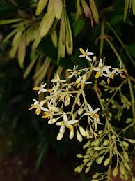 Image result for Oleaceae