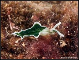 Image result for Isoglossa membranacea