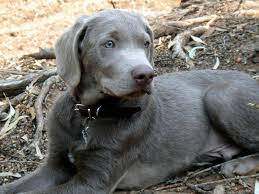 We can deliver the puppy to you in the. Silver Lab Facts Temperament And Care Guide Petventuresbook