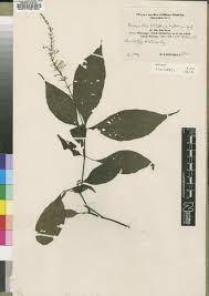 Image result for Justicia asystasioides