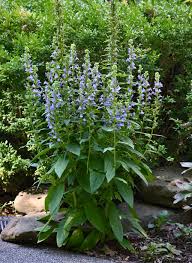 Image result for Lobelia trullifolia