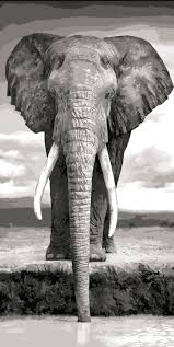 Beautiful Black And White Elephant Pictures Elephant African Wildlife Photography Animals Beautiful African Wildlife