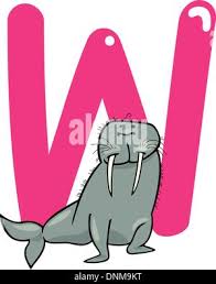 Supports digestive health and hydration of pigs. Cartoon Illustration Of W Letter For Walrus Stock Vector Image Art Alamy