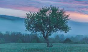 Check spelling or type a new query. Welcome To Tree Of Life Placenta Services Tree Of Life Placenta Services