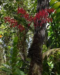 Image result for Lippia woodii