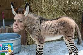Check spelling or type a new query. Half Donkey Half Zebra Half Danzig Creature Born On Island In South Pacific The Tyranny Of Tradition