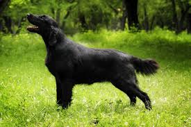Plus, they often have serious health issues that can. Flat Coated Retriever All About Dogs Orvis