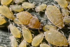 Image result for Agrocharis incognita