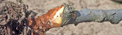 Phytophthora Root and Crown Rot / Kiwifruit / Agriculture: Pest Management  Guidelines / UC Statewide IPM Program (UC IPM)