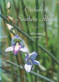 Image result for Neobolusia