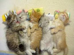 video si ayah guna kucing jadi 'model' tunjuk cara mandikan bayi kepada anak, comel! 35 Gambar Kucing Comel Yang Lucu Dan Menggelikan Hati Naimjaaf