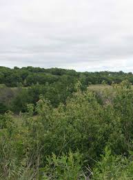 Image result for Weslyn Green 1933 Studebaker