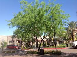 Image result for Prosopis glandulosa
