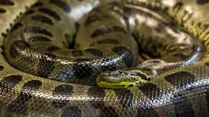 Maybe you would like to learn more about one of these? 8 Ular Terbesar Dunia Termasuk Raja Piton Hutan Kalimantan