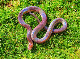 Sunbeam Snake The Whole Snake As Requested Pretty Snakes Pet Snake Colorful Snakes