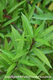 Image result for Justicia scandens