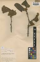 Image result for Diospyros kirkii