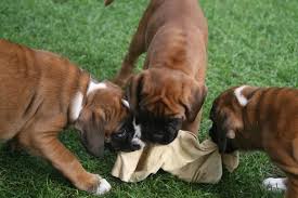 Recipes are marked as best for adults… or puppies. Best Dog Food For Boxers In 2021 Pet Territory