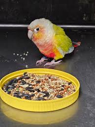 Bird sightings at Woodlawn Cemetery and Irvine Nature Center