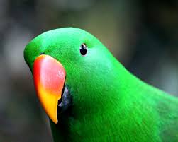 Resultado de imagen de imagenes de loro parque