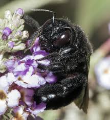 Big Black Bug That Looks Like A Wasp Slumbering Bee Bee Carpenter Bee Black Bumble Bee