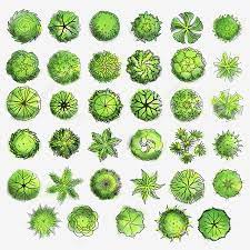 Minggu palma adalah perayaan ini dikenang peristiwa masuknya yesus ke kota yerusalem sebelum ia disalibkan. Gambar Pokok Palma Cat Air Pandangan Atas Planet Planet Susun Atur Png Dan Psd Untuk Muat Turun Percuma