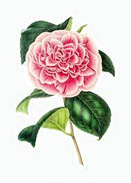 Download Premium Illustration Of Hand Drawn Pink Camellia Flower Sticker Illustration Camellia Flower Flower Drawing