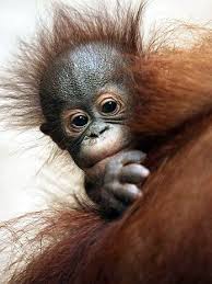 Orangotango Orangotango Bebe Orangotango Animais Selvagens