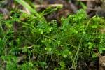 Image result for Selaginella goudotiana