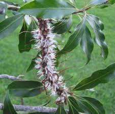 Image result for Faurea