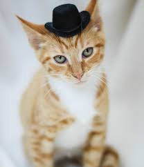 Meet sneezy, the penn state squirrel who loves wearing hats. Animals Wearing Hats
