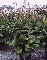 0 more photos view gallery. Hosta Second Wind Moon Nurseries