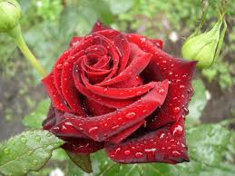 These Rainy Day Quotes Will Make You Feel Happy In An Instant Quotabulary The rain prompted this post. these rainy day quotes will make you