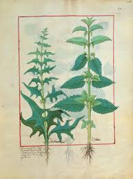 Image result for Urticaceae