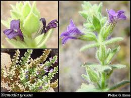 Image result for Stemodia