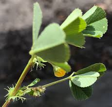 Image result for Medicago polymorpha