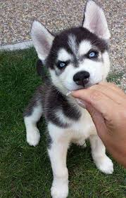 Husky Eats Hand Aaaaagh Siberian Husky Puppies Siberian Husky Rottweiler Puppies