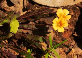 Image result for Biophytum crassipes