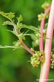 Image result for Amaranthaceae