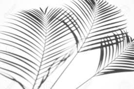 Or, better yet, print it out poster size and use it as a backdrop for your next luau. Art Collectibles Black And White Photography Gray Printable Art Shadow Palm Leaves Art Black And White Prints Palm Photography Digital Download Photography
