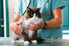 Kedi Hastaliklari Nelerdir