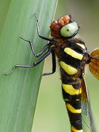 Image result for Nidorella pinnata