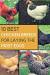 Best Egg Laying Chickens Chart