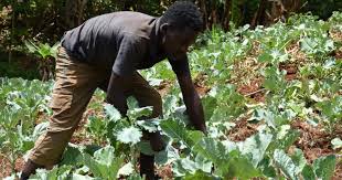 Последние твиты от family garden (@fgigardens). Your Guide To Starting Simple Kitchen Garden Farmkenya Initiative