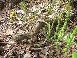 Image result for Entada chrysostachys