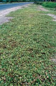 Image result for Alternanthera pungens