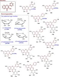 Image result for Sphaerocoryne gracilis
