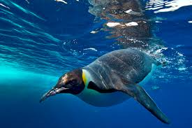 Pinguins: factos e curiosidades